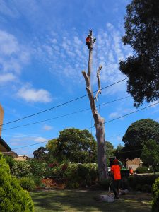 High work takes skill and experienced - Tree Removal