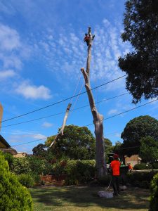 High work takes skill and experienced - Tree Removal