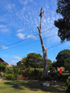 High work takes skill and experienced - Tree Removal