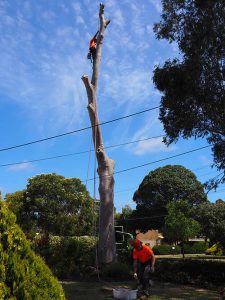 Tree Too Close To House Needs Safe Removal