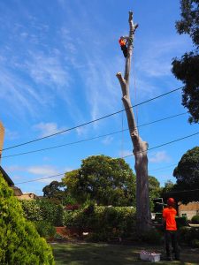 40 foot tree removal - blue gum Central Tree & Stum Removal