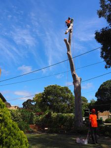 40 foot tree removal - blue gum Central Tree & Stum Removal