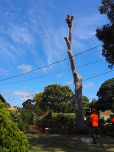 40 foot tree removal - blue gum Central Tree & Stum Removal