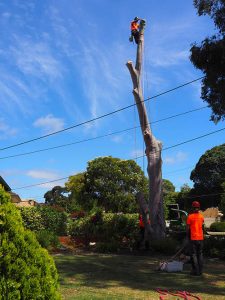 40 foot tree removal - blue gum Central Tree & Stum Removal