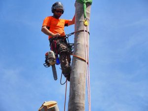 Spikes in the boots assist safe anchoring on tree trunk