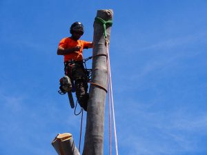 The team rotate positions to reduce fatigue - safe work practices tree removal