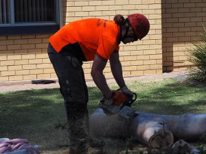 Safe Logging of a tree stump with a chain saw