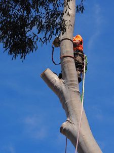 Everything is safety roped including the chain saw