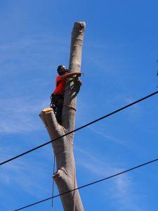 Setting up ropes for trunk removal - high tree