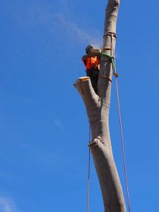 Rope & Pully system essential for controlled tree trunk descent