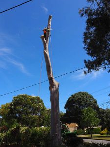 Team of 3 for Safety - sawing blue gum tree trunk