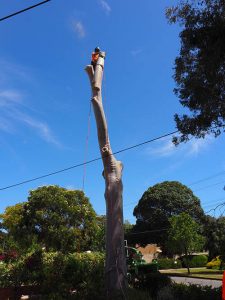 Main Tree Trunk dismantling southern Areas