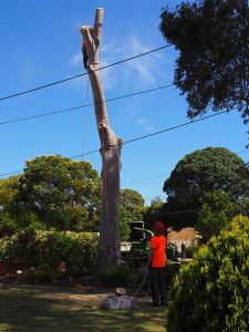 Main Tree Trunk dismantling southern Areas