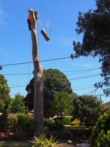 Below clear area for trunk removal Central Tree & Stump Removal