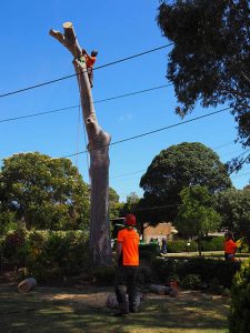 Teamwork To Lower Heavy Trunk Section