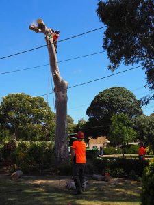 Lowering Trunk - Central Trees