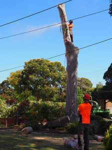 Lowering Trunk - Central Trees