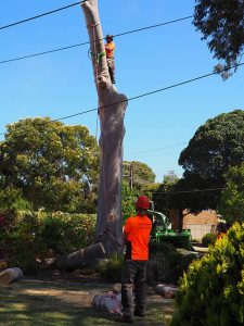 Lowering Trunk - Central Trees