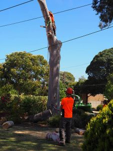 Lowering Trunk - Central Trees