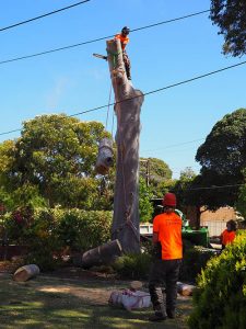 Lowering Trunk - Central Trees