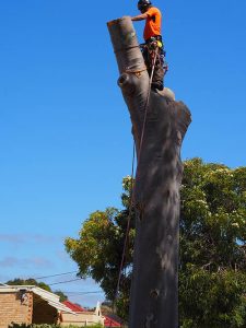 Ready To Lower heavy Gum Trunk Section