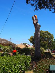 Ready To Lower heavy Gum Trunk Section