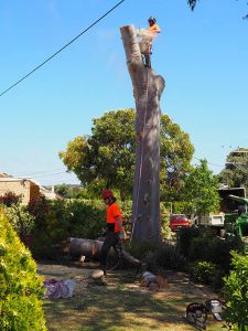 Sawing the first trunk section - Central Tree & stump Removal