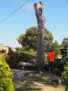 Sawing the first trunk section - Central Tree & stump Removal