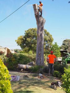 Sawing the first trunk section - Central Tree & stump Removal