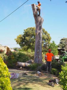 Sawing the first trunk section - Central Tree & stump Removal