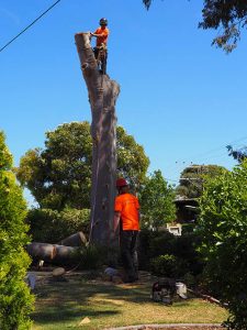 Planning Trunk Removal