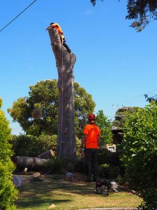 Heavy Branches Removed - Central Trees southern Areas Adelaide