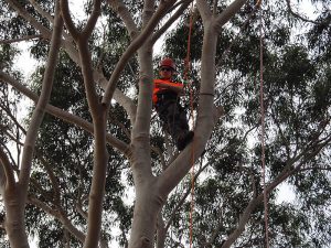 Gum Tree Pruning - Cental Tree & Stump Removals