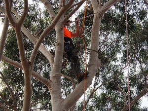 Roping The Limb To Be Sawn off