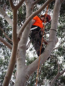 Team communication Tree To Ground - Tree Removal