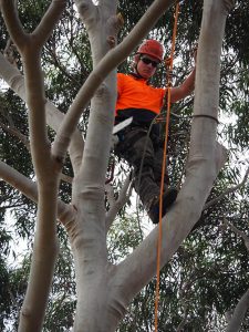 Head For Heights - Tree Lopping