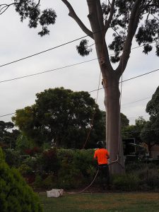 Completely Safe Work Practices for Tree Removal