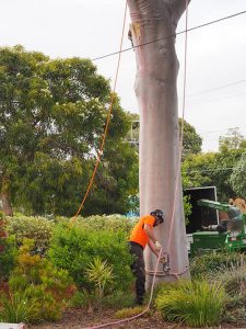 Preparing Safety ropes For Tree Ascent Central Tree & Stump