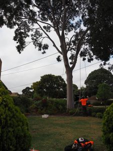 No Property Damage - Tree Removal Central Tree & Stump Removals