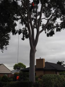 Tree Pruning Flagstaff Hill