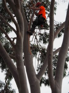 Tree Pruning Flagstaff Hill