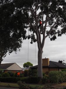 Tree Pruning Flagstaff Hill