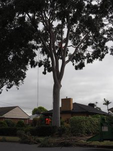 Tree Pruning Flagstaff Hill