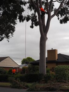 Tree Pruning Flagstaff Hill