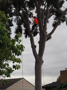 fully insured tree removal experts