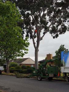 Tree Lopping Adelaide