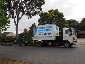 Tree & Stump Removal Experts Southern Areas