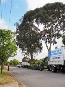 More safety precautions - tree surgey roadside