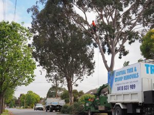 Making Dangerous Trees Safe - Cental Tree & Srump Removal