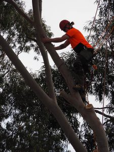 Professional Tree Care